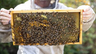 Bee hive