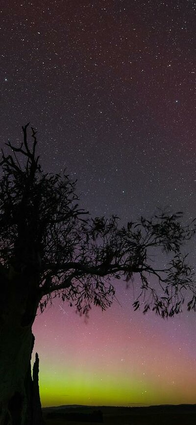 A vidid display of the Aurora Australis and SAR Arc in the Canberra area A display of the aurora Australis provides a yellow and pick backdrop to an old gum