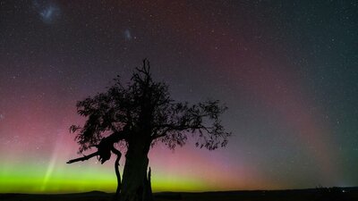 A vidid display of the Aurora Australis and SAR Arc in the Canberra area A display of the aurora Australis provides a yellow and pick backdrop to an old gum