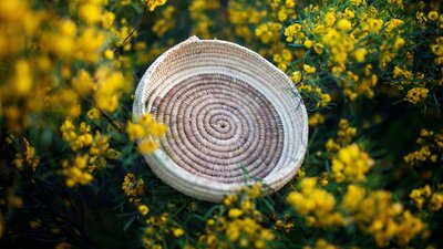 Circular woven tray sitting in a wattle branch