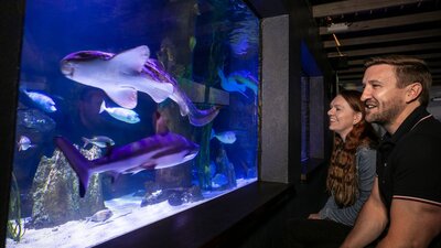 Guests enjoying the shark tank in the only shared Zoo and Aquarium in Australia Sharks, fish and other aquatic creatures in the 200,000L shark tank in the Aquarium.