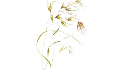 A painting of a native grass on white background