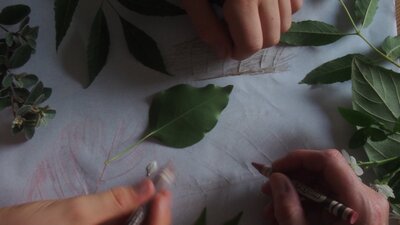 Three  hands sketching pictures of a variety of leaves that they have.