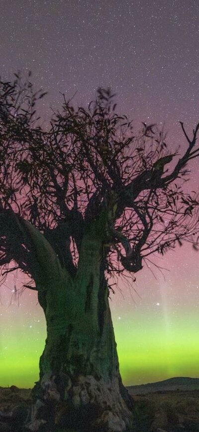 A vivid yellow and red aurora behind a gum tree