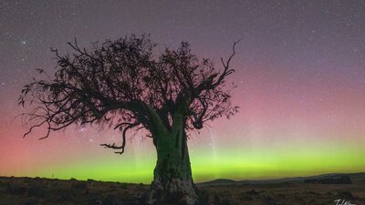 A vivid yellow and red aurora behind a gum tree