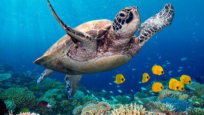 A sea turtle swimming in blue water with brightly coloured coral
