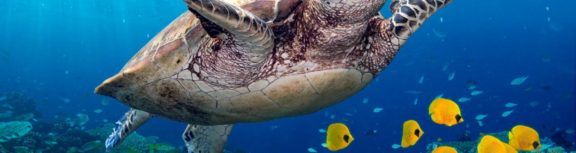 Life in the Great Barrier Reef in Canberra