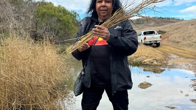 Maree Clark collecting reeds at Ginninderry Maree Clark collecting reeds at Ginninderry