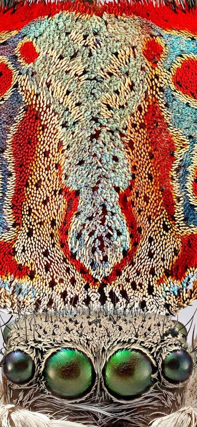 A macro photography of the tiny Australia spider Maratus elephans