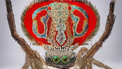 A macro photography of the tiny Australia spider Maratus elephans