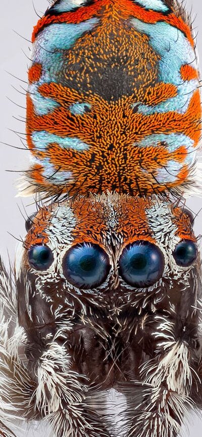 A macro photography of the tiny Australia spider Maratus calcitrans