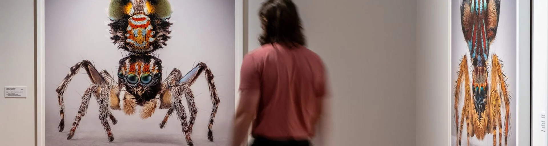 Maria Fernanda Cardoso: Spiders of Paradise