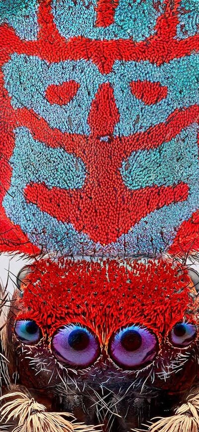 A macro photography of the tiny Australia spider Maratus bubo