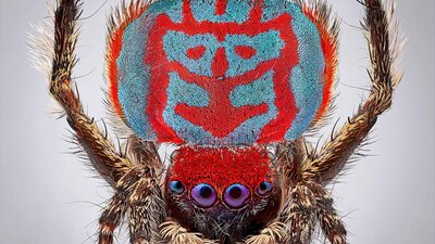 A macro photography of the tiny Australia spider Maratus bubo