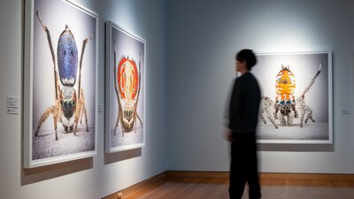 A man observing artworks in Maria Fernanda Cardoso's Spiders of Paradise exhibition