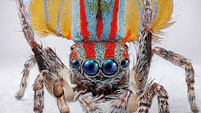 A macro photography of the tiny Australia spider Maratus volans