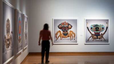 A man observing artworks in Maria Fernanda Cardoso's Spiders of Paradise exhibition