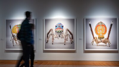 Two people observing artworks in Maria Fernanda Cardoso's Spiders of Paradise exhibition