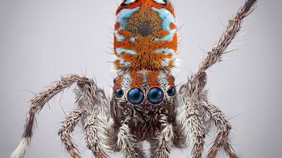 A macro photography of the tiny Australia spider Maratus calcitrans