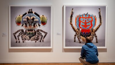 A man observing artworks in Maria Fernanda Cardoso's Spiders of Paradise exhibition