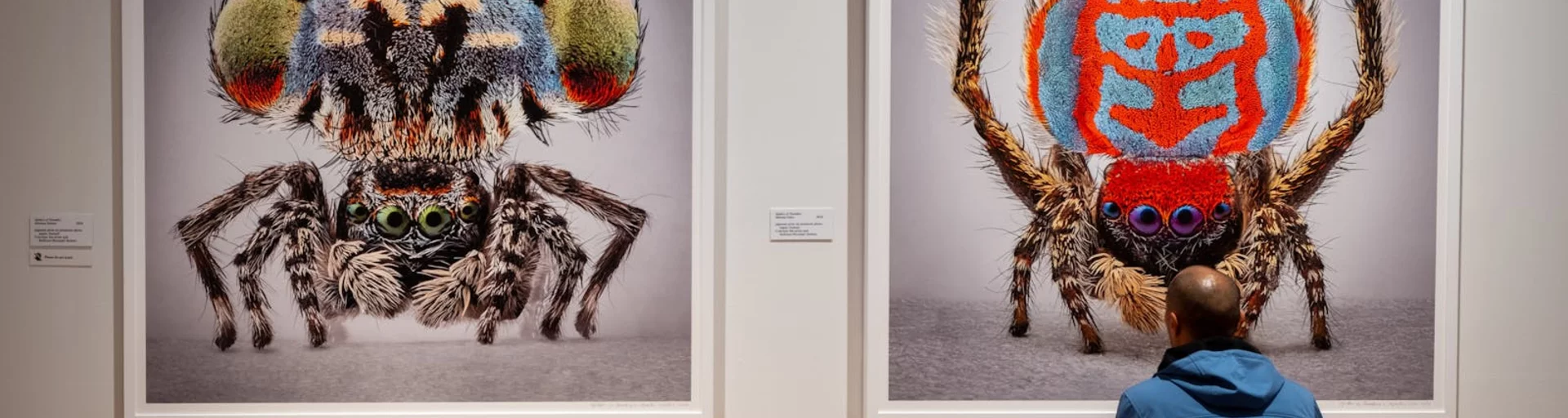 Maria Fernanda Cardoso: Spiders of Paradise