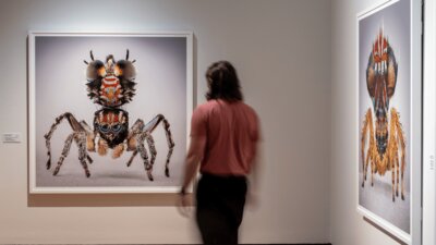 A man observing artworks in Maria Fernanda Cardoso's Spiders of Paradise exhibition