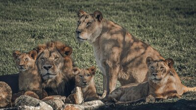 Lion Pride
