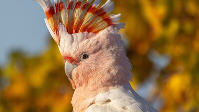 Pink Cockatoo (detail) by Erika Smart An image depicting a Pink Cockatoo