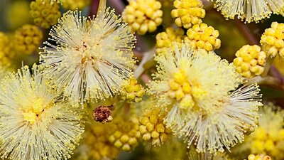 Close up high definition photo of Golden Wattle in bloom