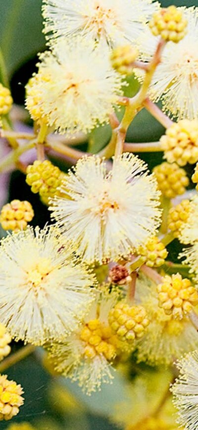 Close up high definition photo of Golden Wattle in bloom
