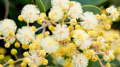 Close up high definition photo of Golden Wattle in bloom
