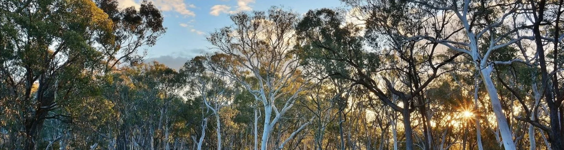 Nature Therapy Taster in Canberra