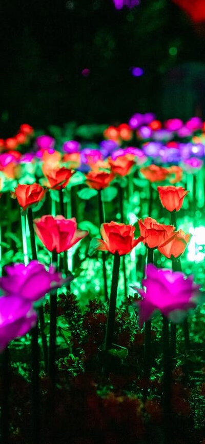 Glowing pink and red flower lights illuminate a garden display at a night time festival.