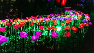 Glowing pink and red flower lights illuminate a garden display at a night time festival.