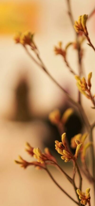 Ayurvedic Practitioner Tracey Murray of Flow and Food guides natural solutions for health
