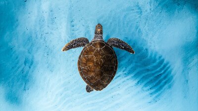Birds eye view of a turtle in water