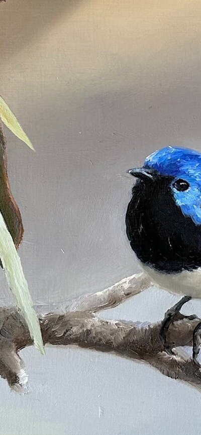 Purple-Backed Fairy Wren By Penny Deacon