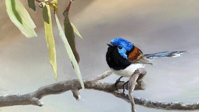 Purple-Backed Fairy Wren By Penny Deacon