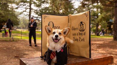 A corgi posed in front of a large book