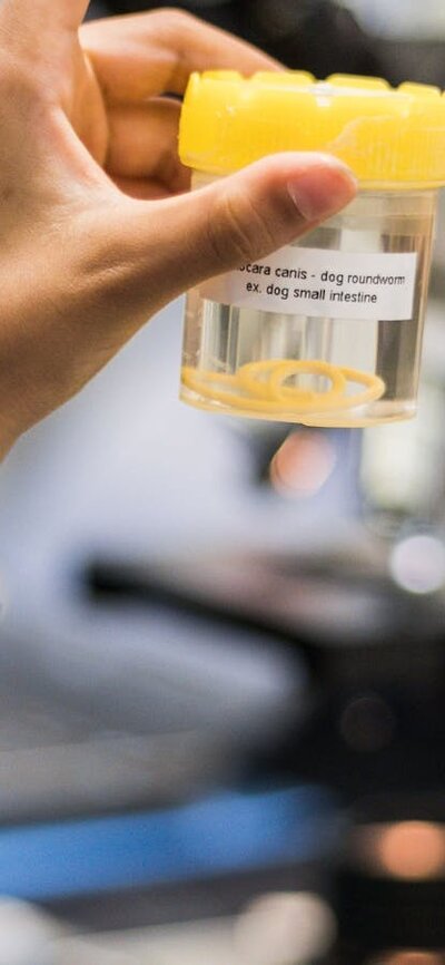 This event will showcase preserved parasites, including Toxocara canis, which is a dog roundworm. A boy holds a specimen jar that is labelled as containing Toxocara canis.