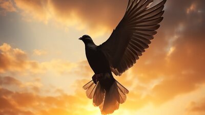 Dove flying against a sunset