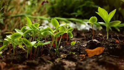 Seedings