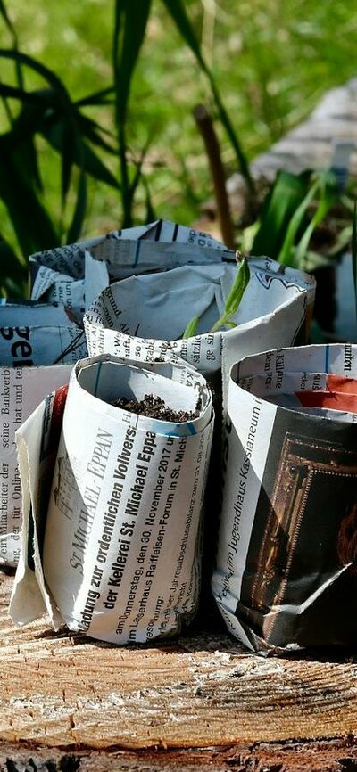 Seedlings wrapped in paper