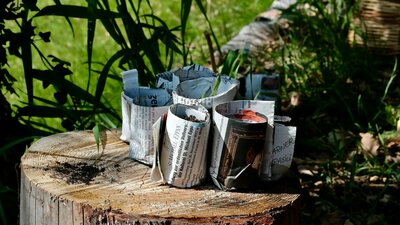 Seedlings wrapped in paper