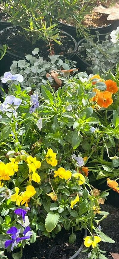 Close up of pots of small flowers