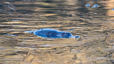A Platypus in the Upper Murrumbidgee A platypus floating in the water