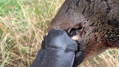 A close up of a platypus A platypus face with grass behind