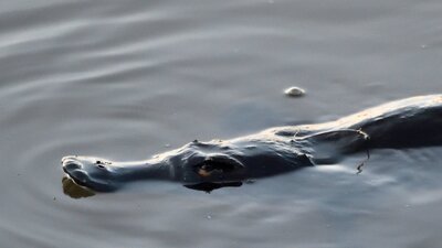 A Platypus swimming A platypus wimming