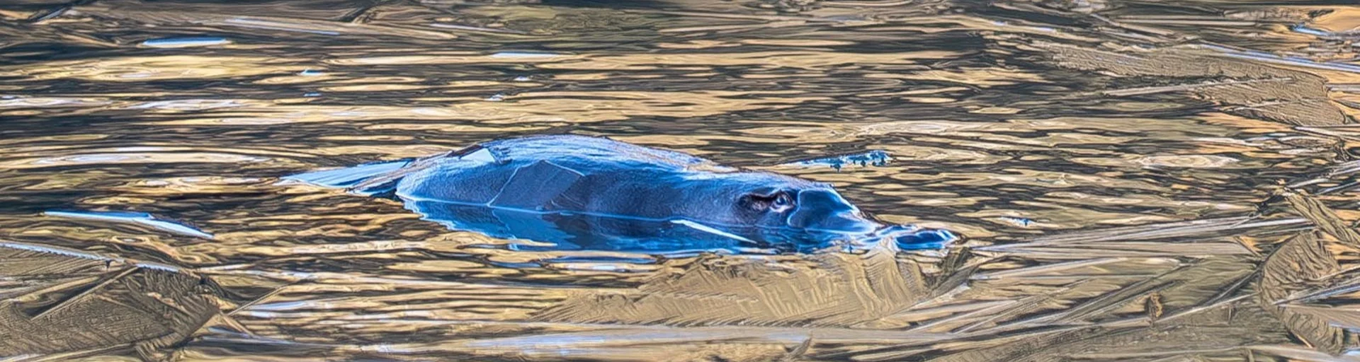 Platypus Month