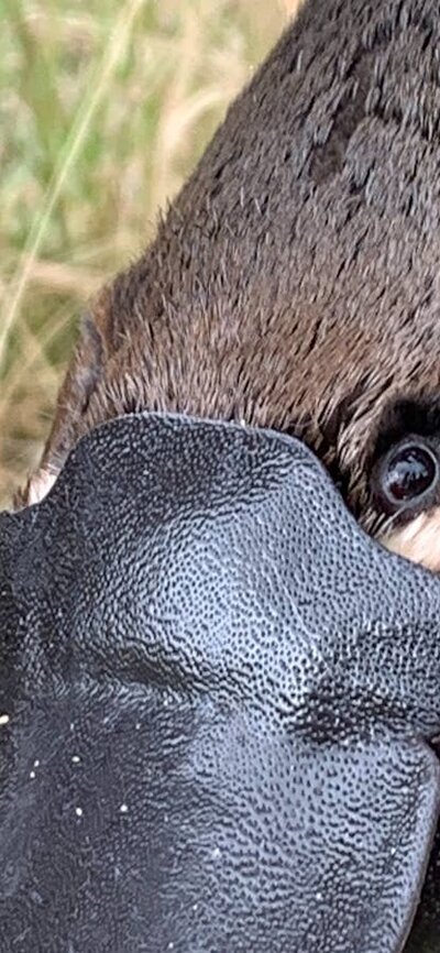 A close up of a platypus A platypus face with grass behind